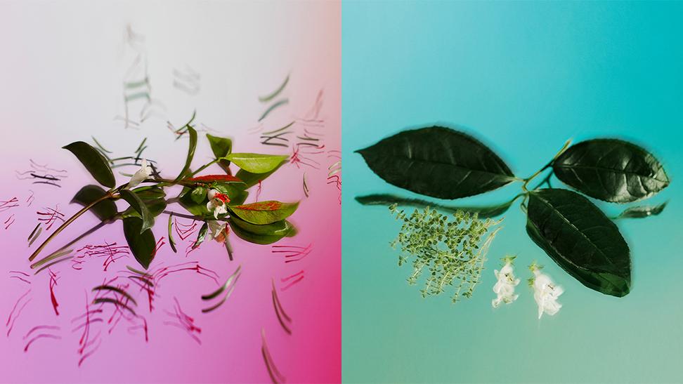 Buenos Firma Profili